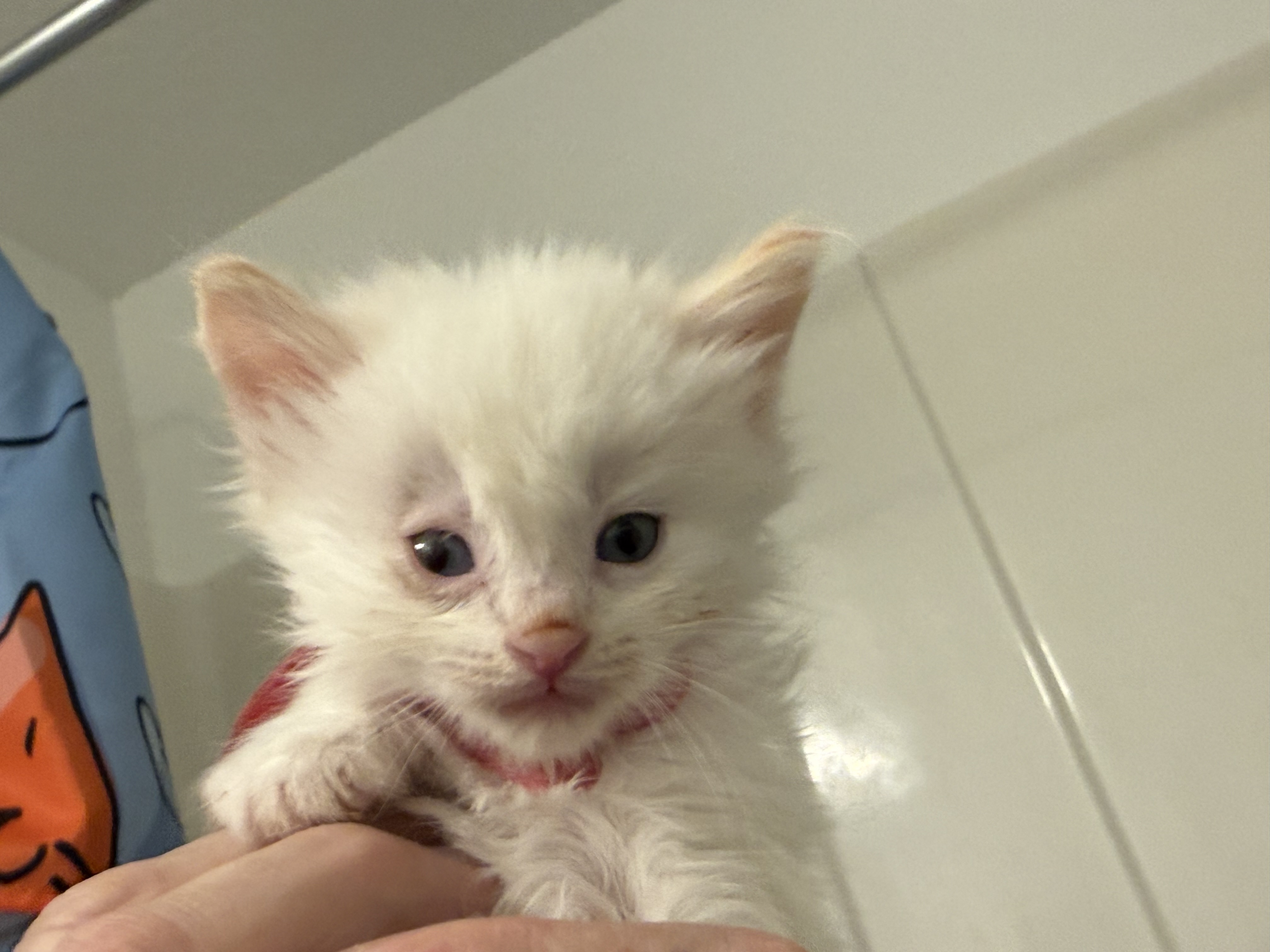 Picture of the Animal Listed