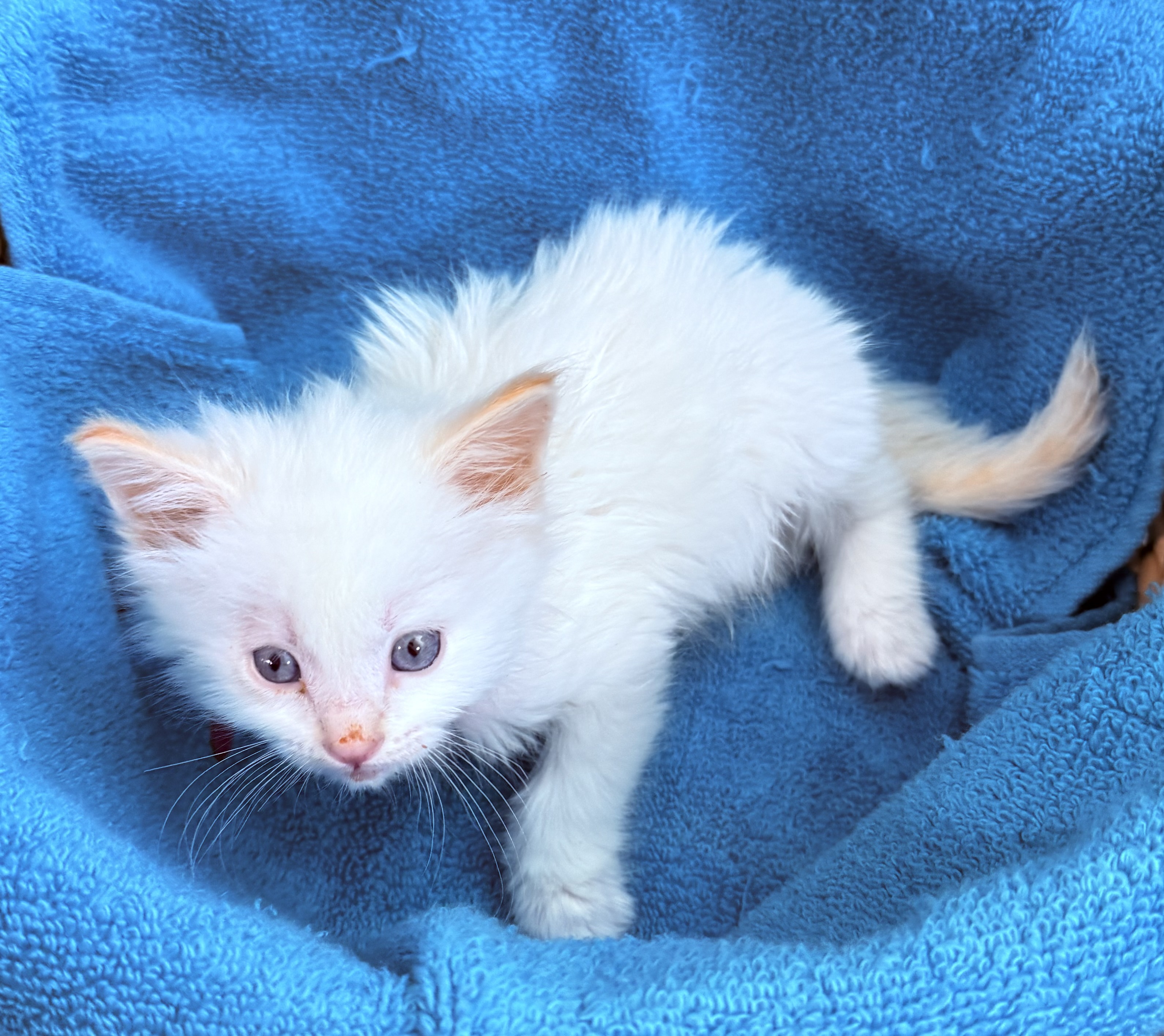 Picture of the Animal Listed