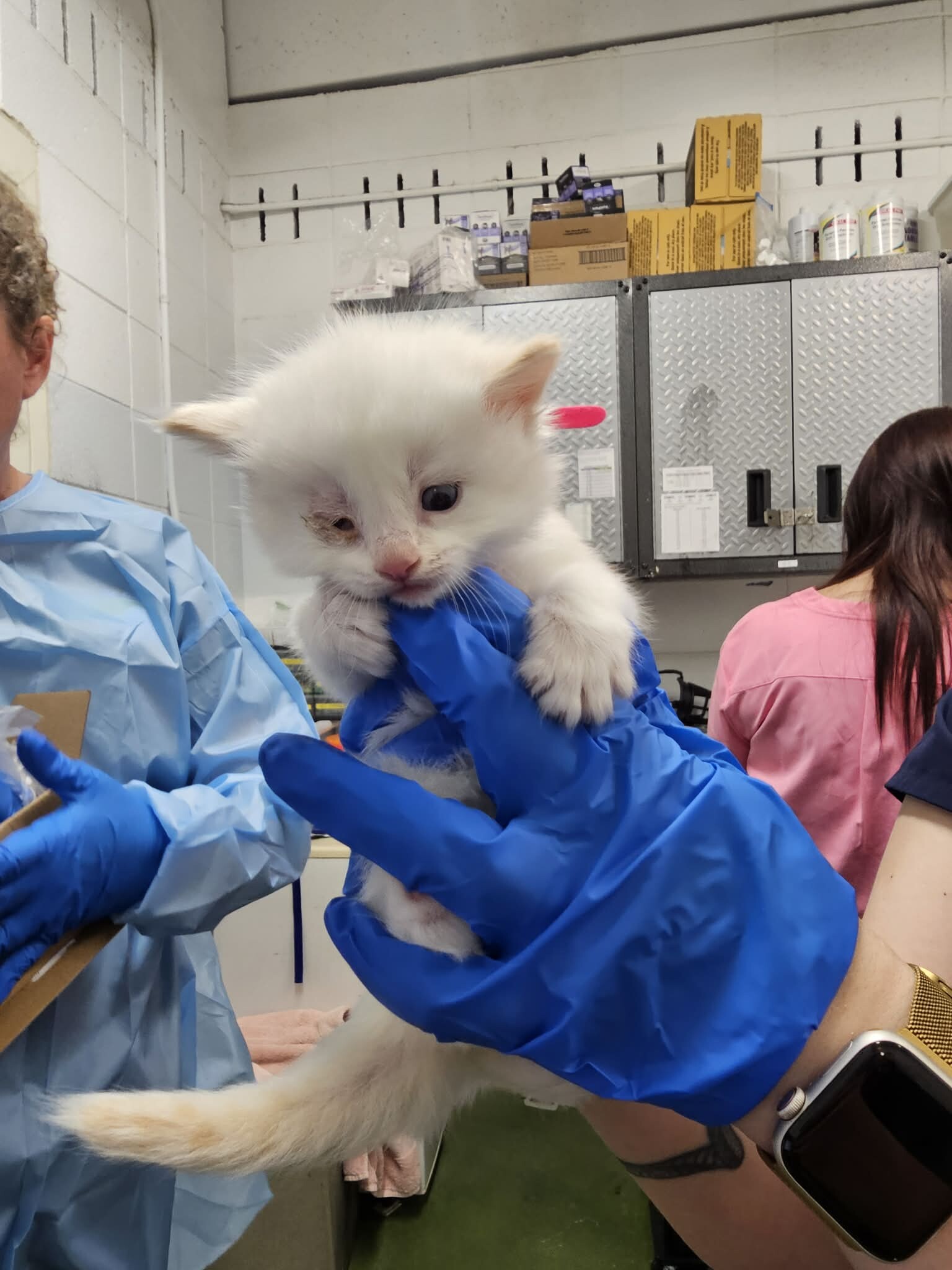 Picture of the Animal Listed