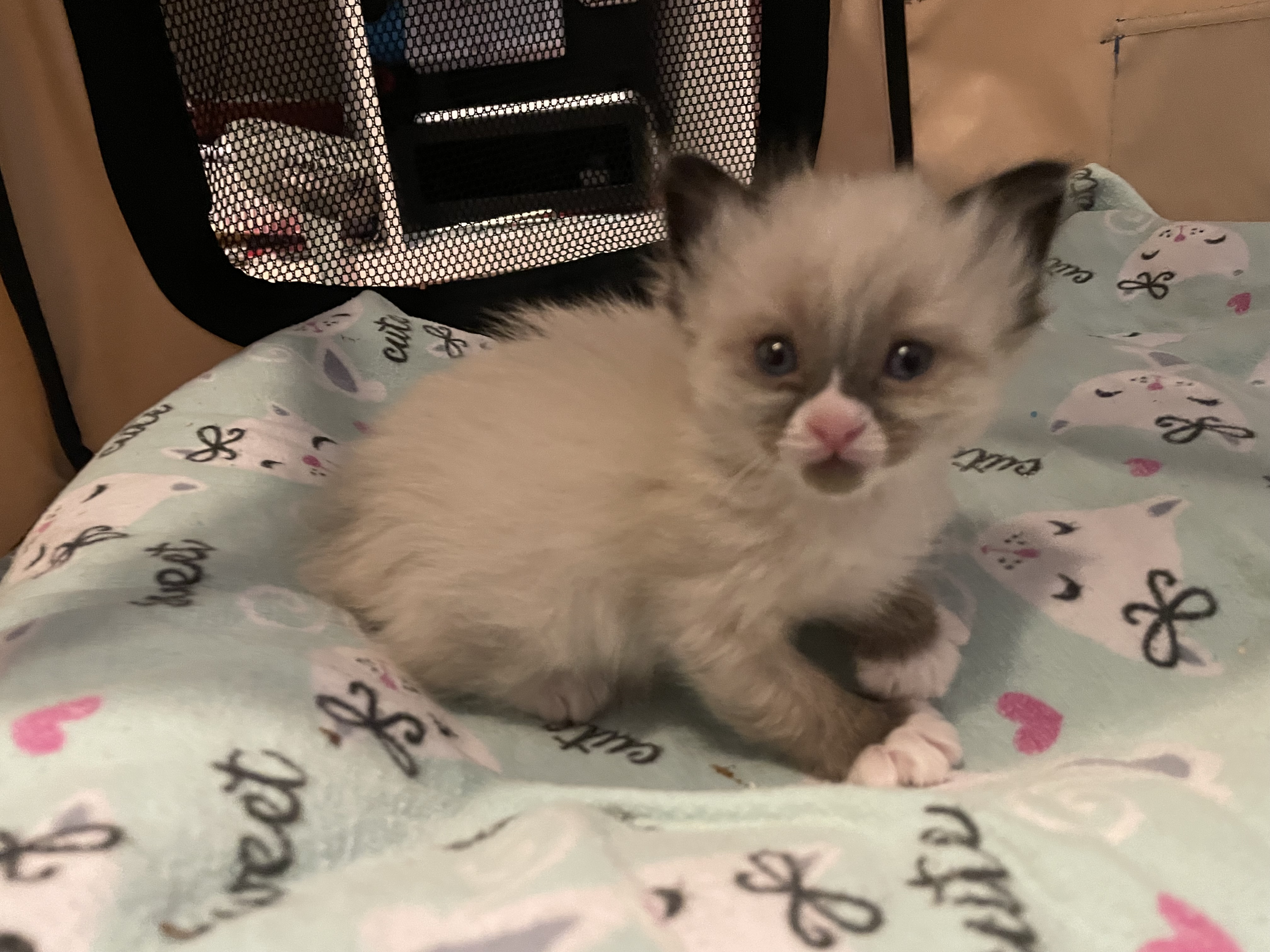 Picture of the Animal Listed