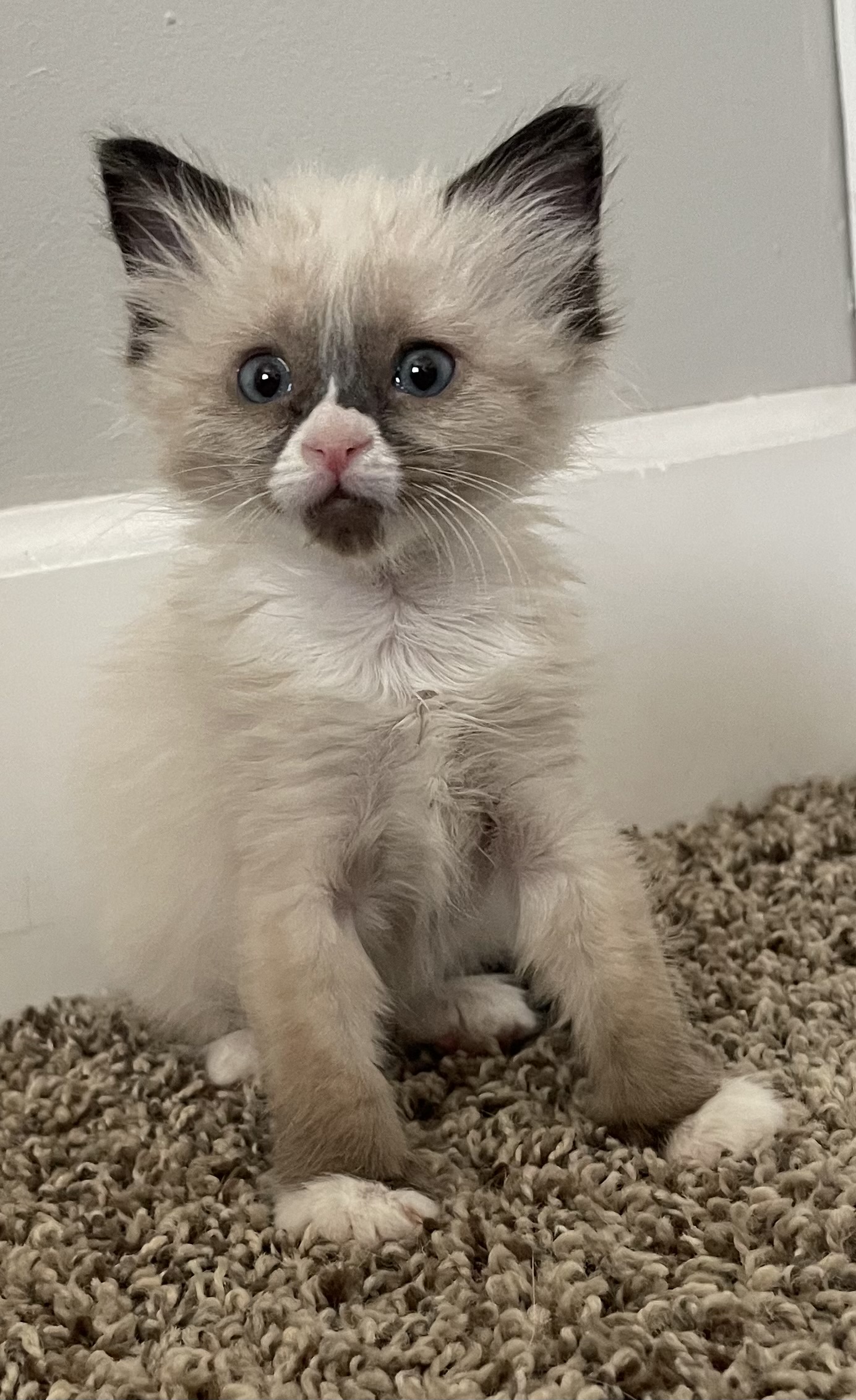 Picture of the Animal Listed