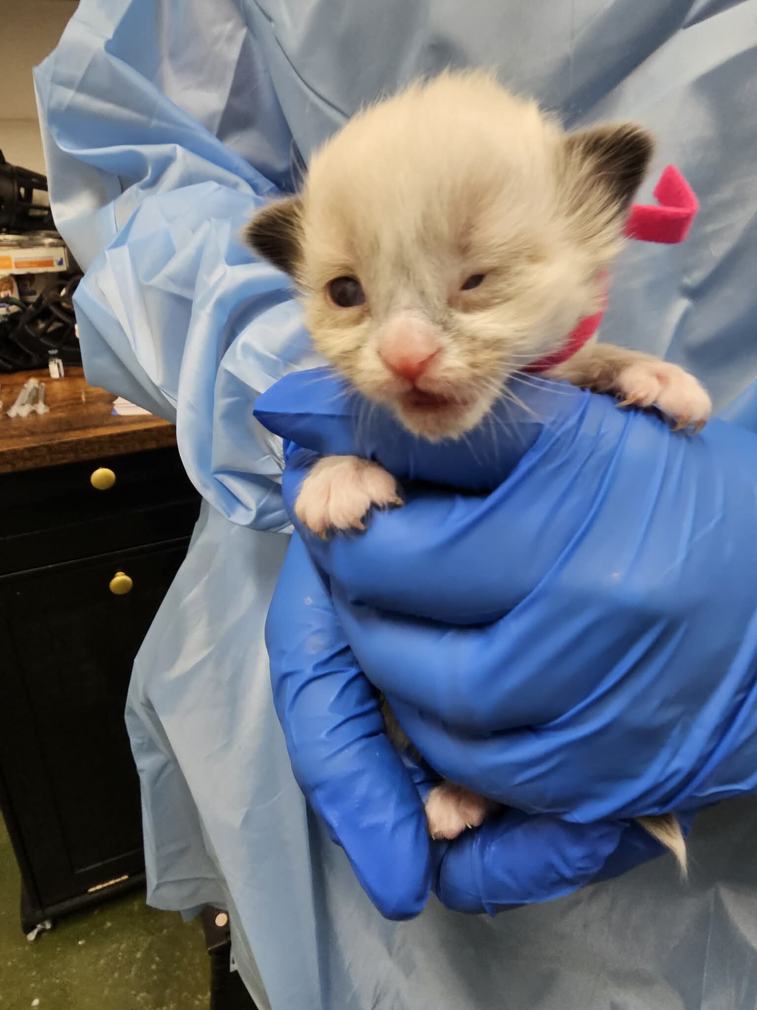 Picture of the Animal Listed