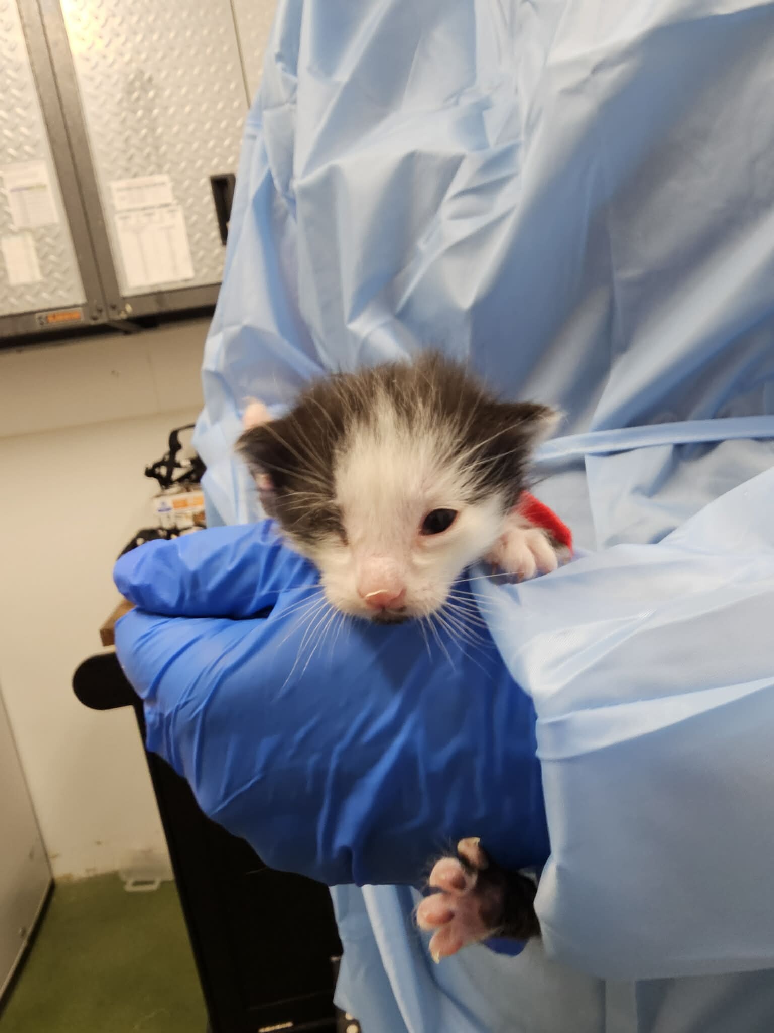 Picture of the Animal Listed