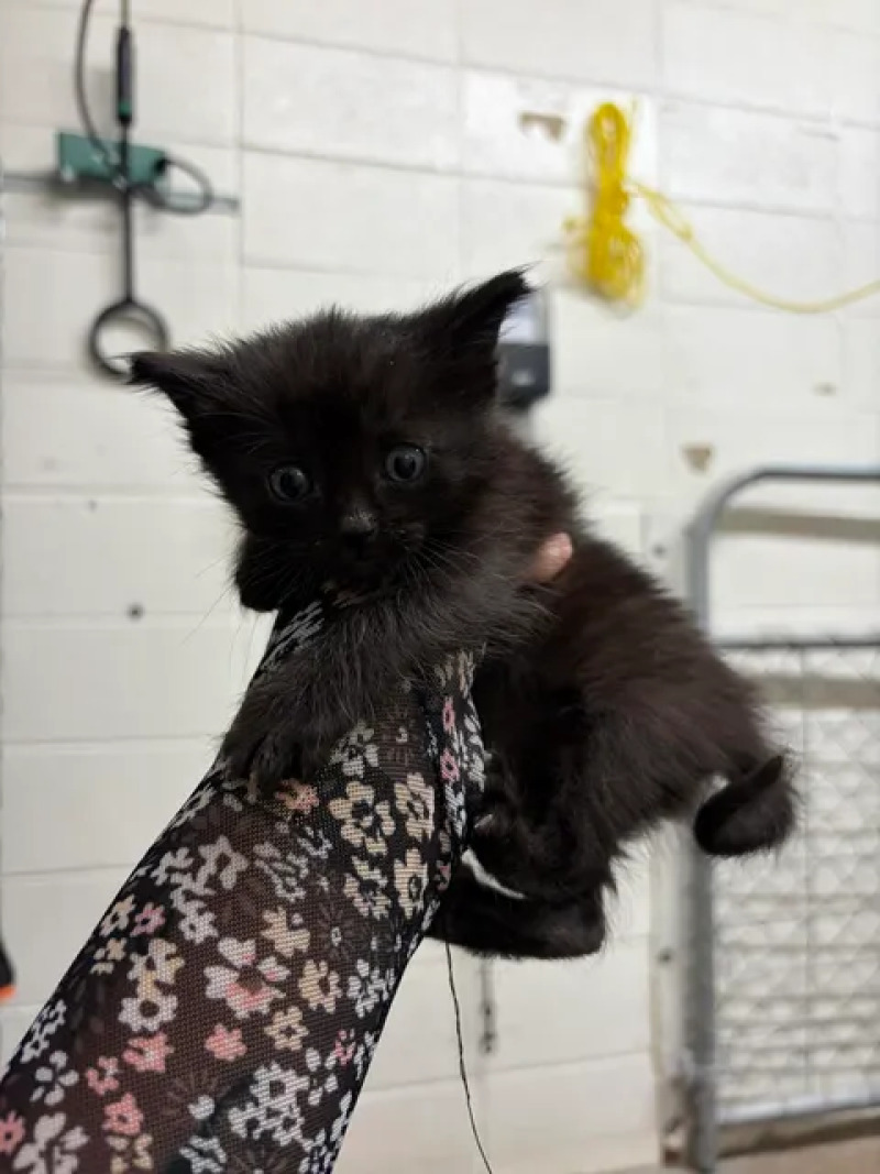 Picture of the Animal Listed