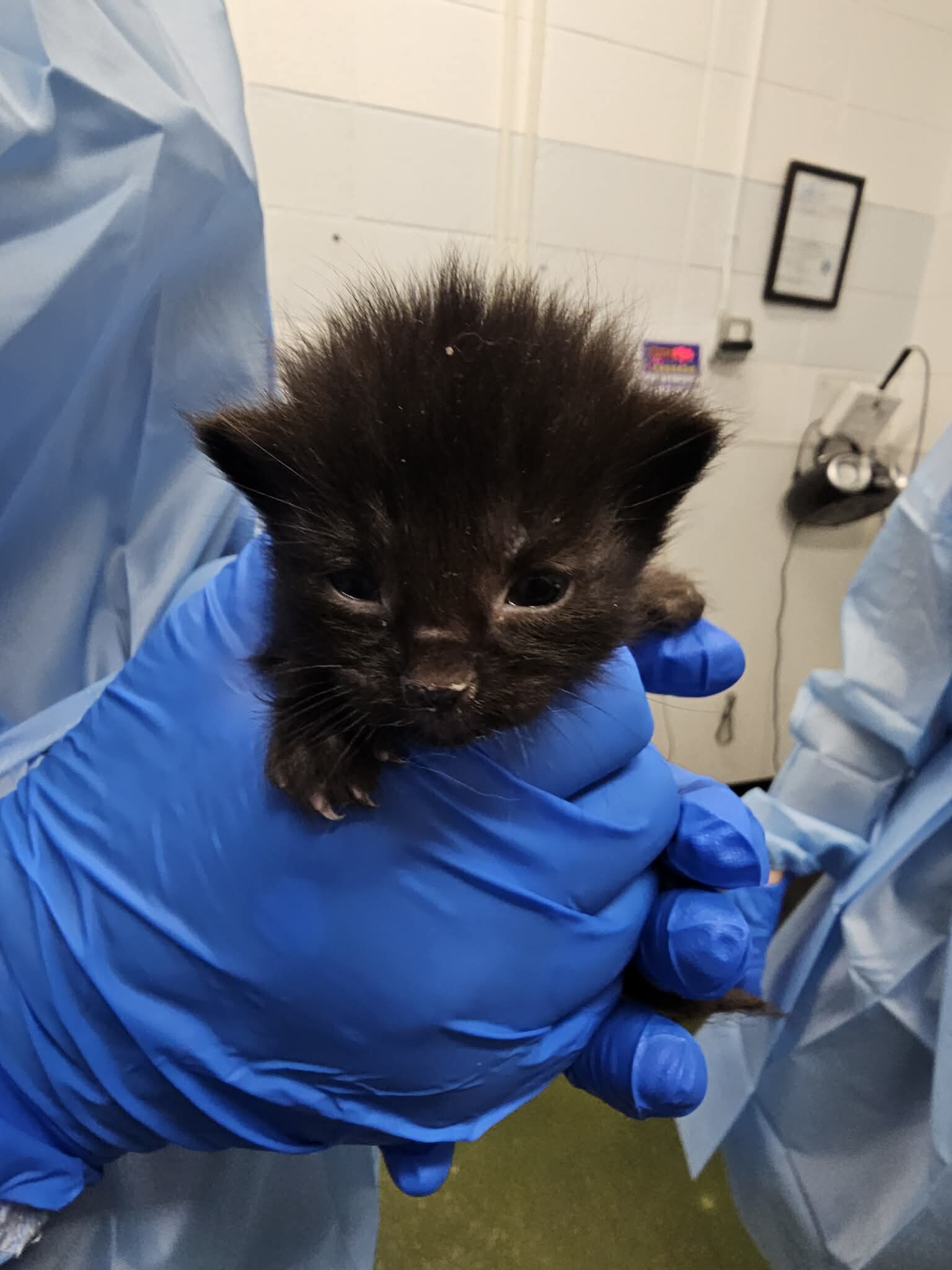 Picture of the Animal Listed