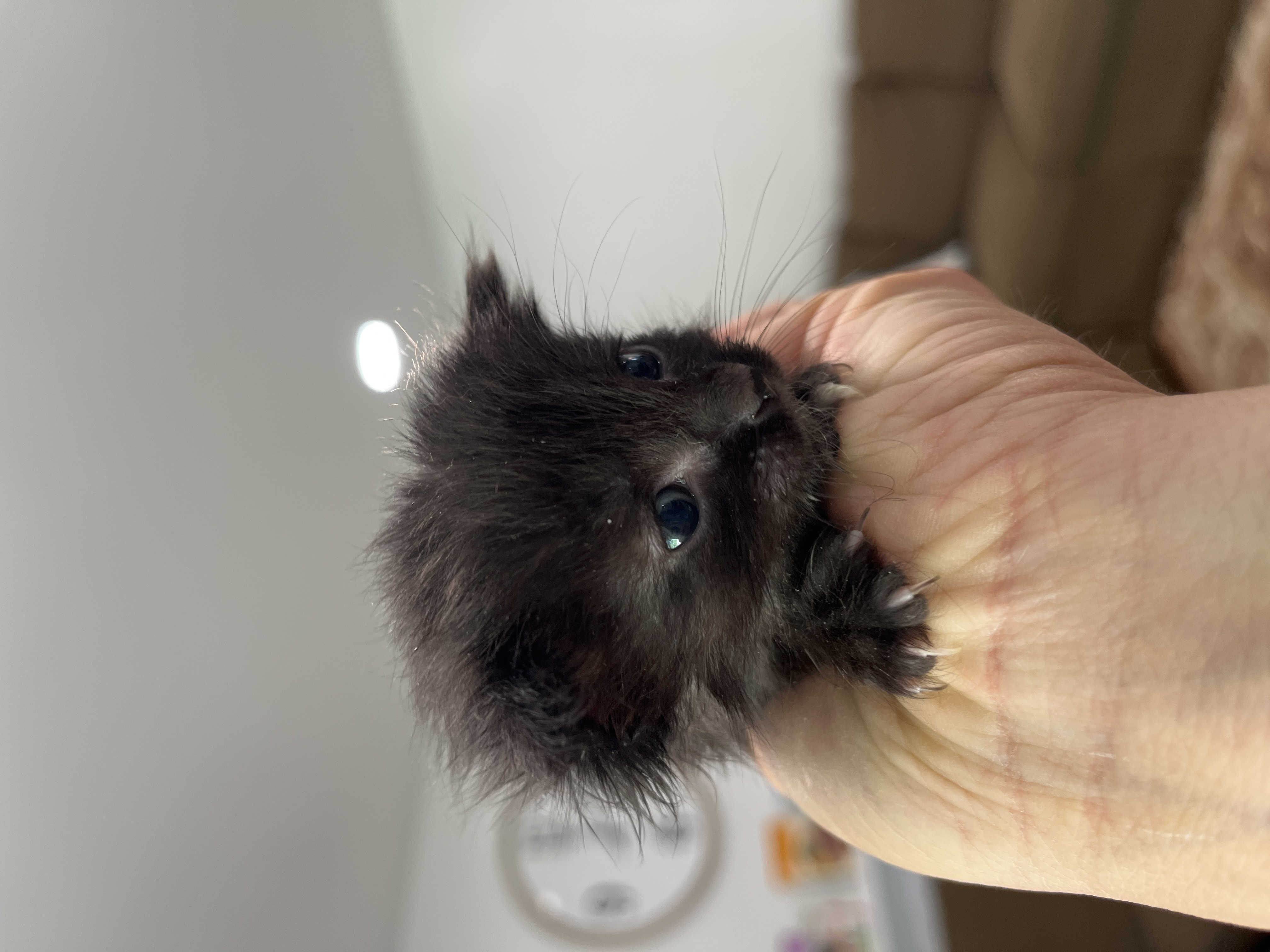 Picture of the Animal Listed