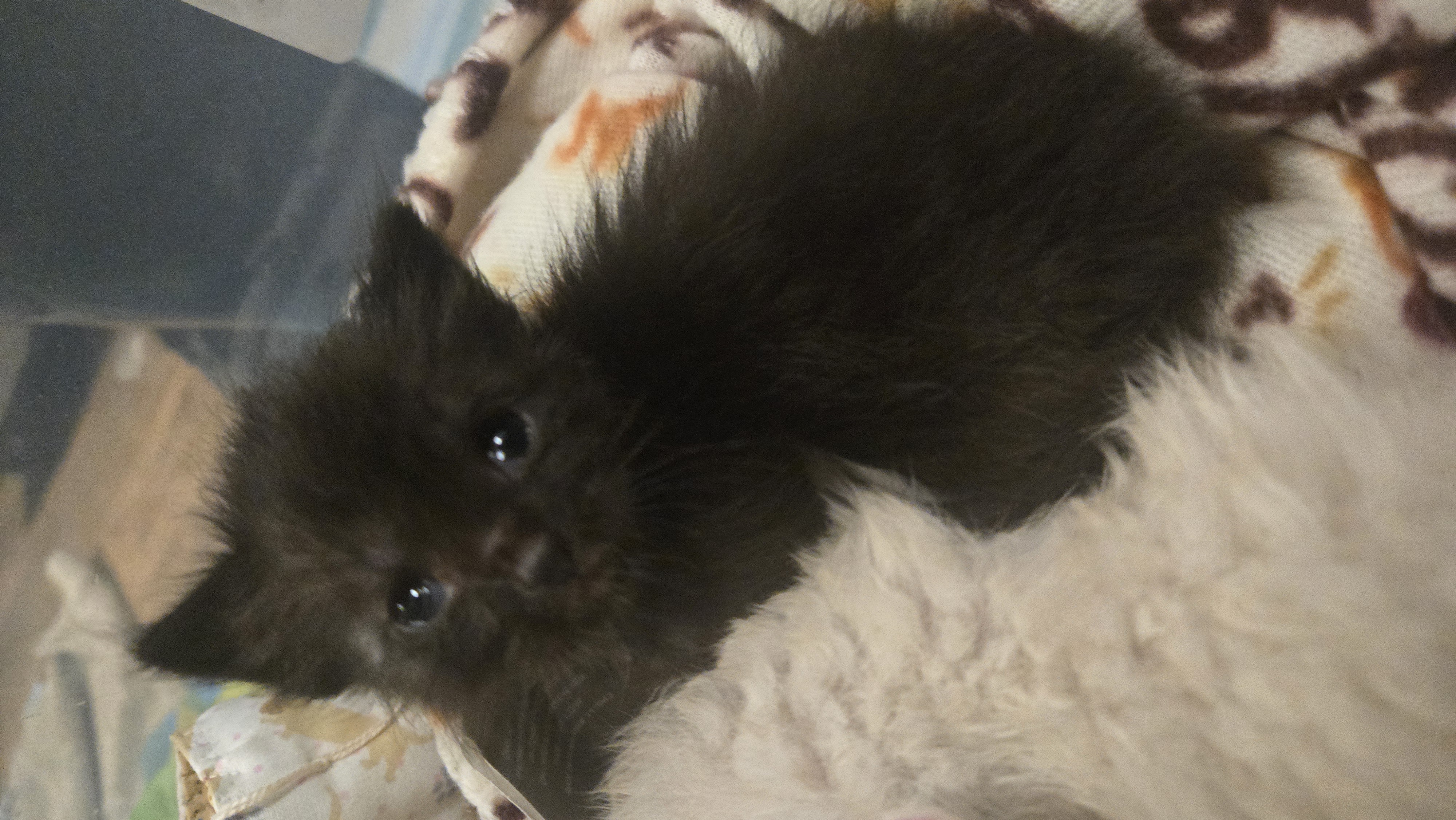 Picture of the Animal Listed