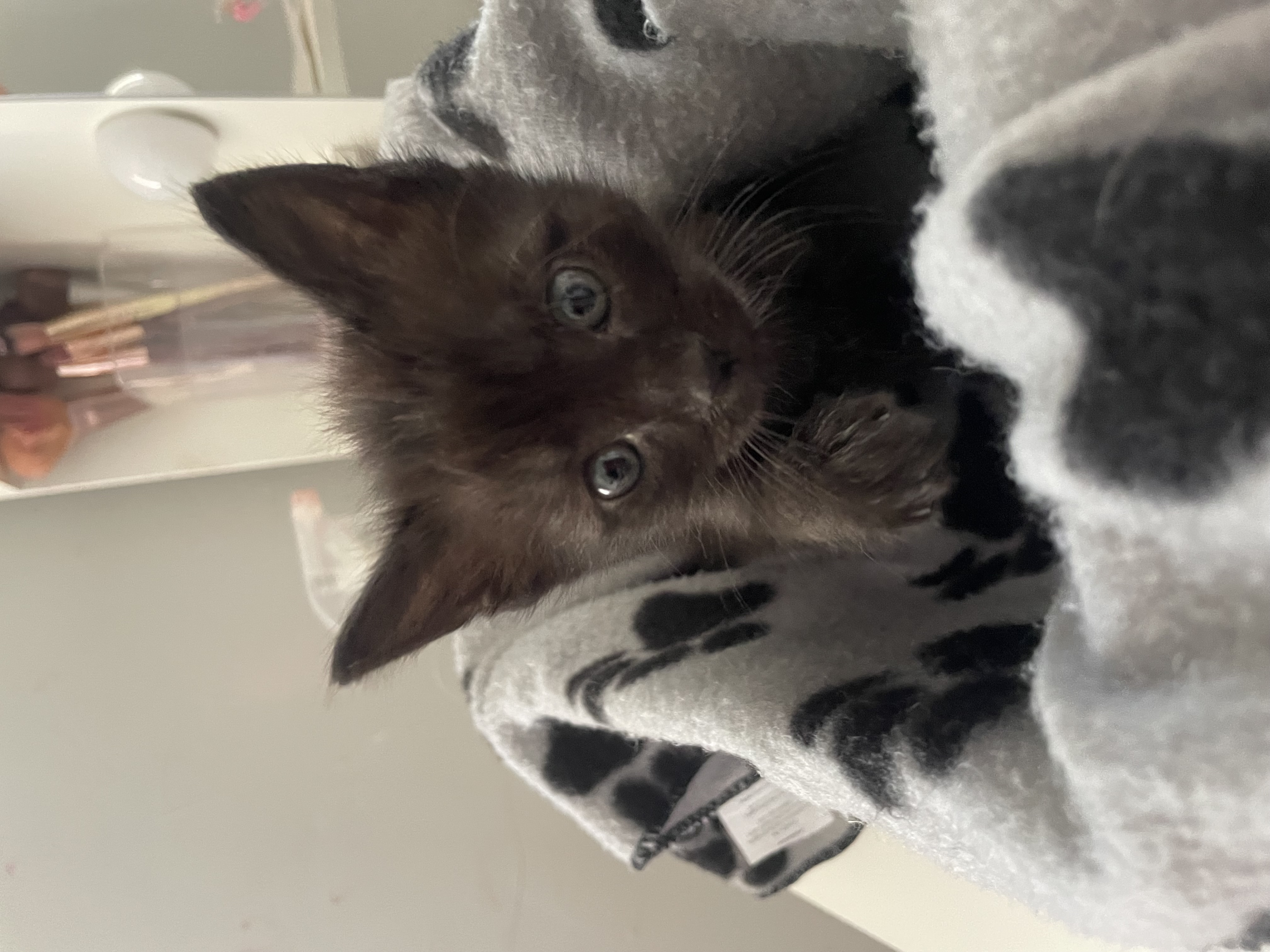 Picture of the Animal Listed