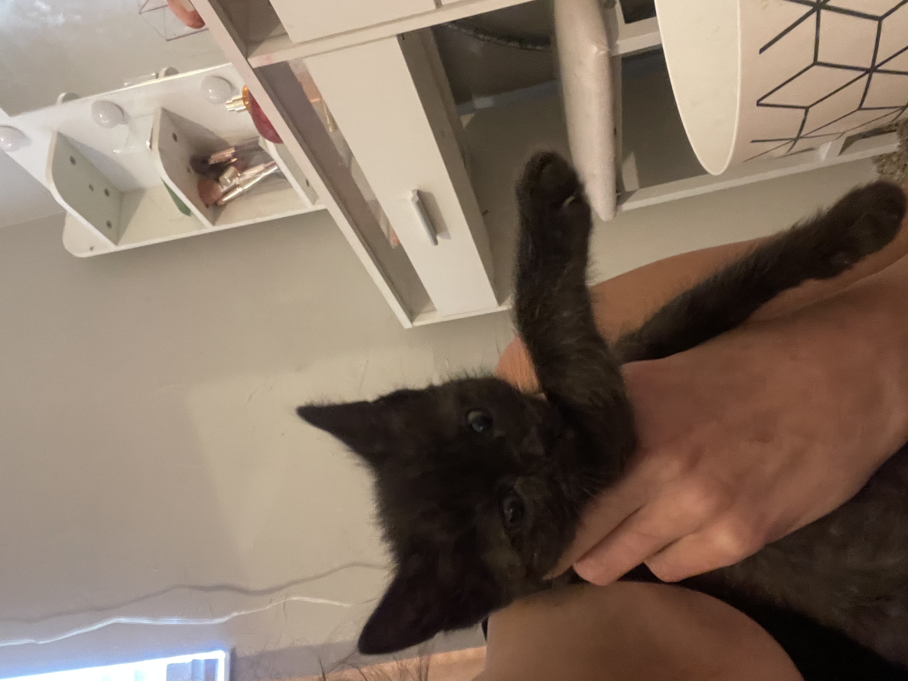 Picture of the Animal Listed