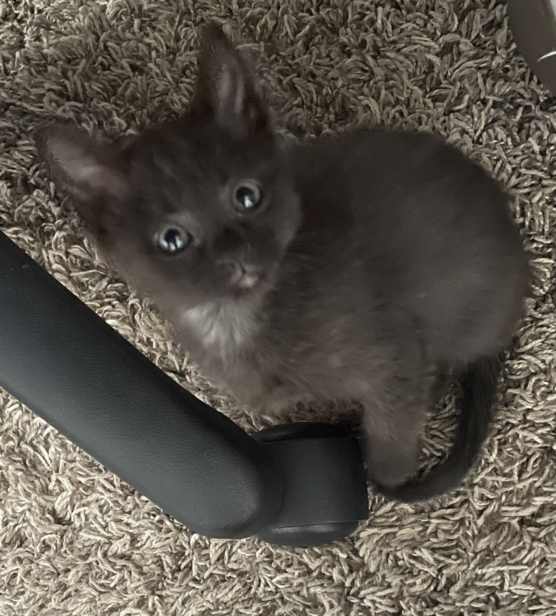 Picture of the Animal Listed