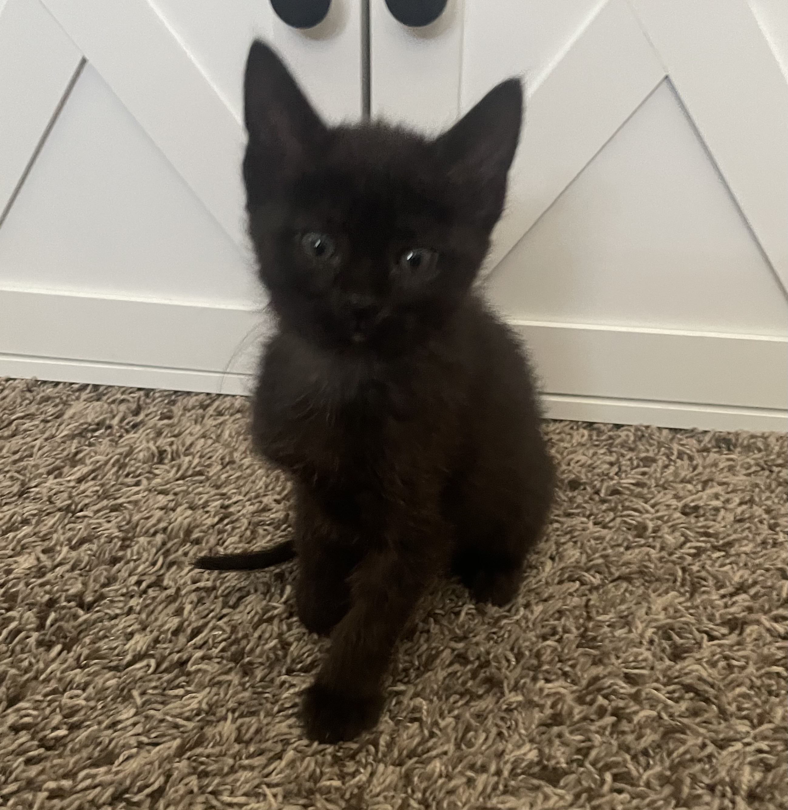 Picture of the Animal Listed