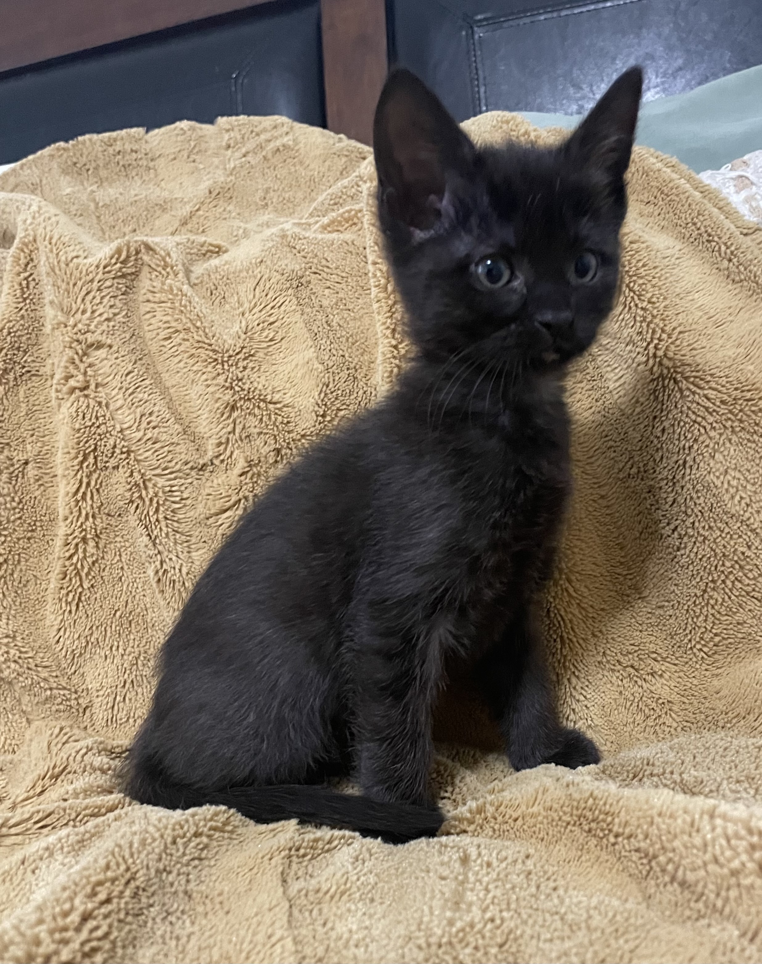 Picture of the Animal Listed