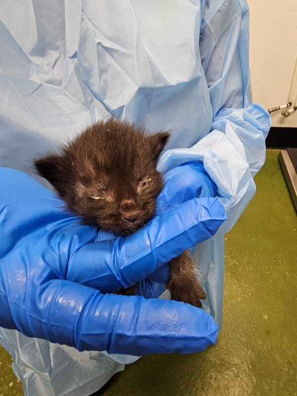 Picture of the Animal Listed