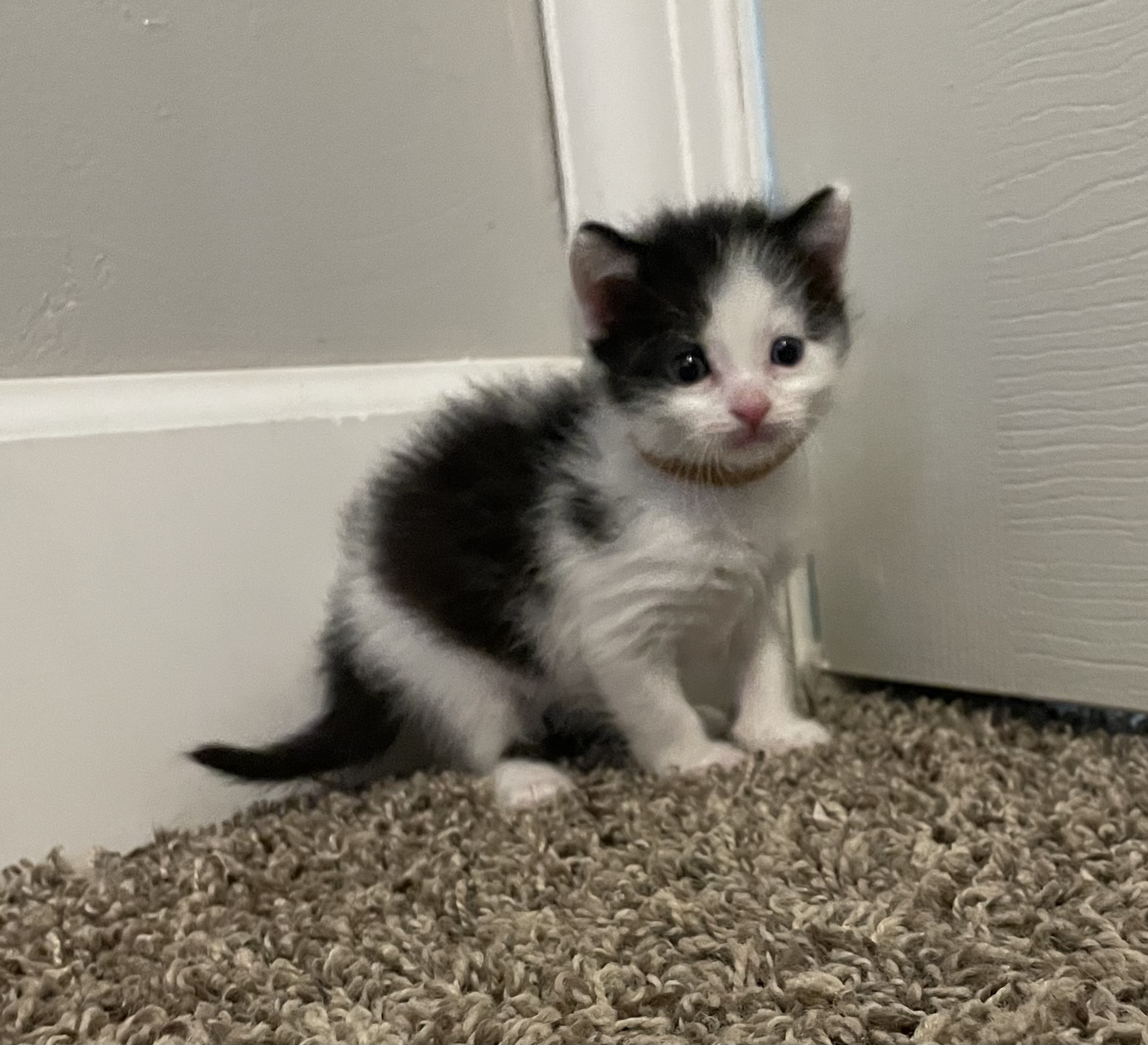 Picture of the Animal Listed