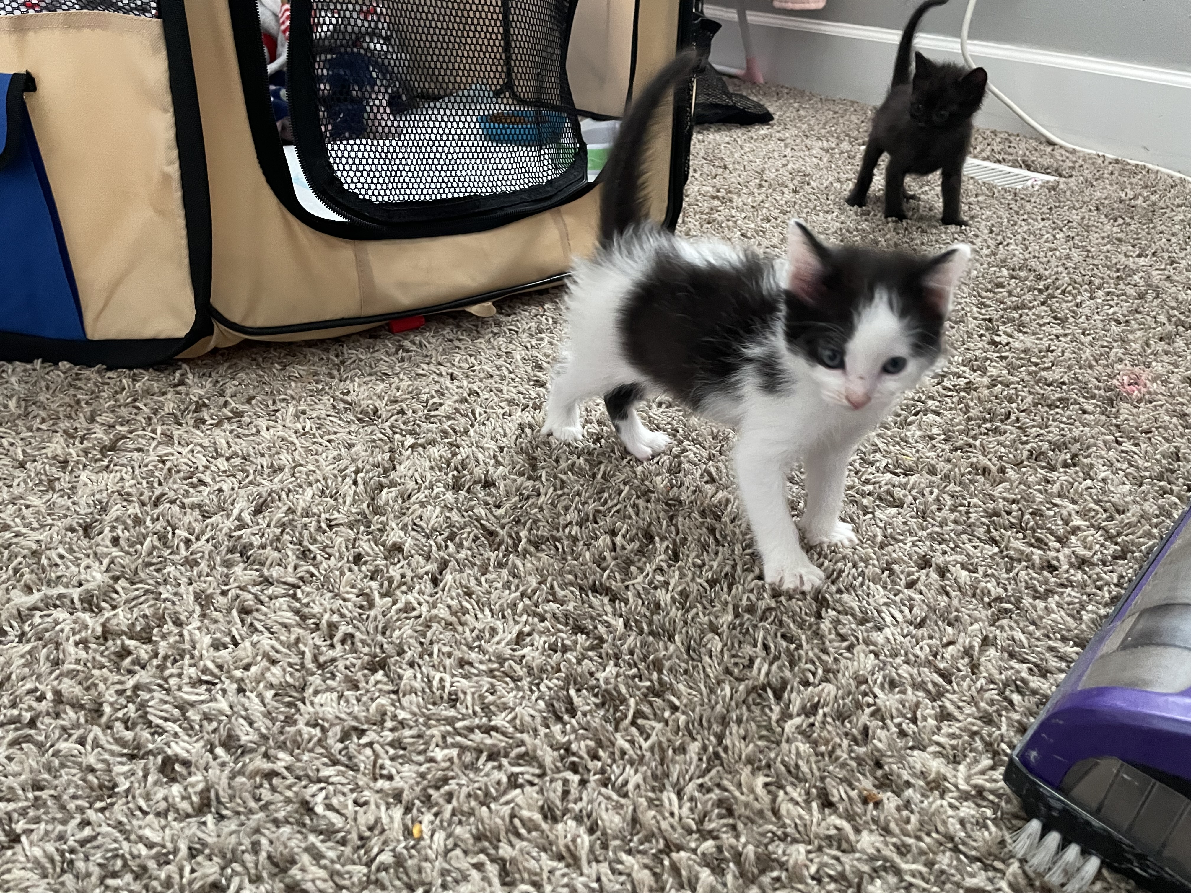 Picture of the Animal Listed