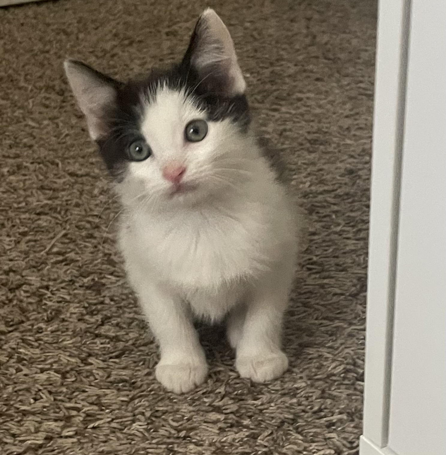 Picture of the Animal Listed
