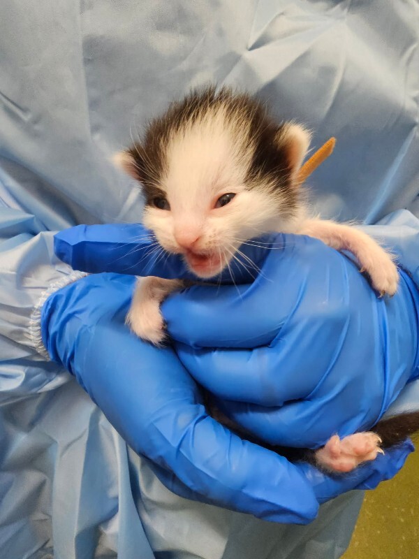 Picture of the Animal Listed