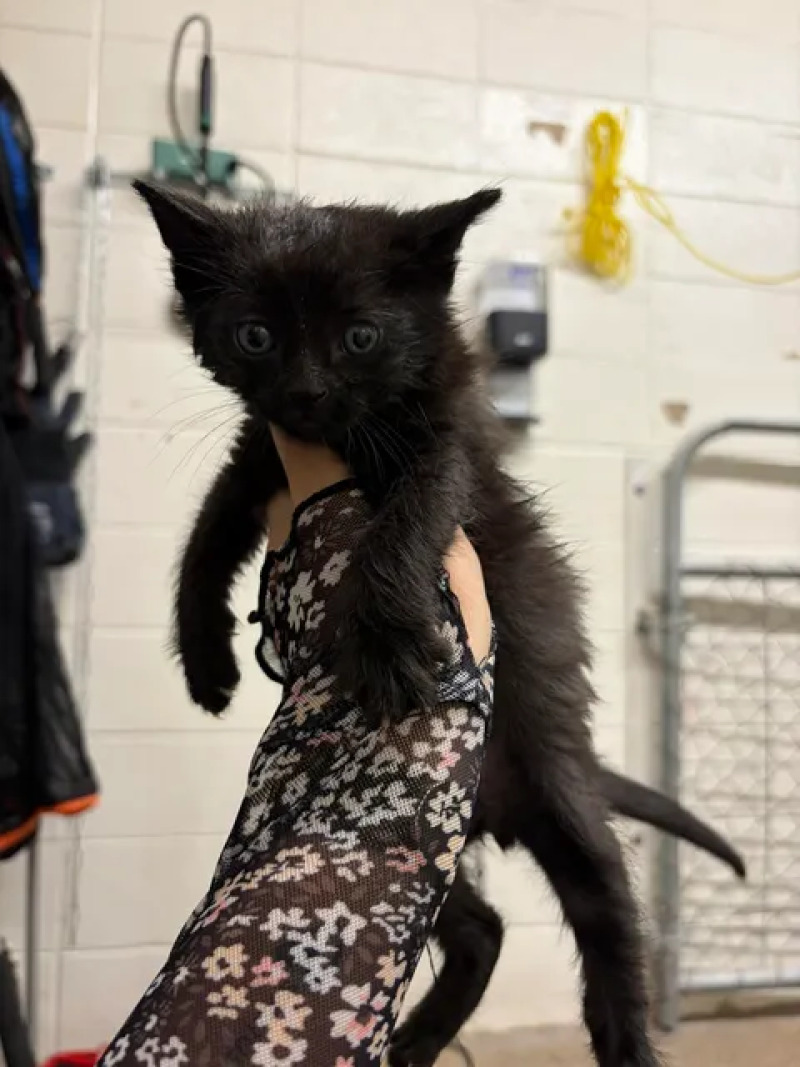 Picture of the Animal Listed
