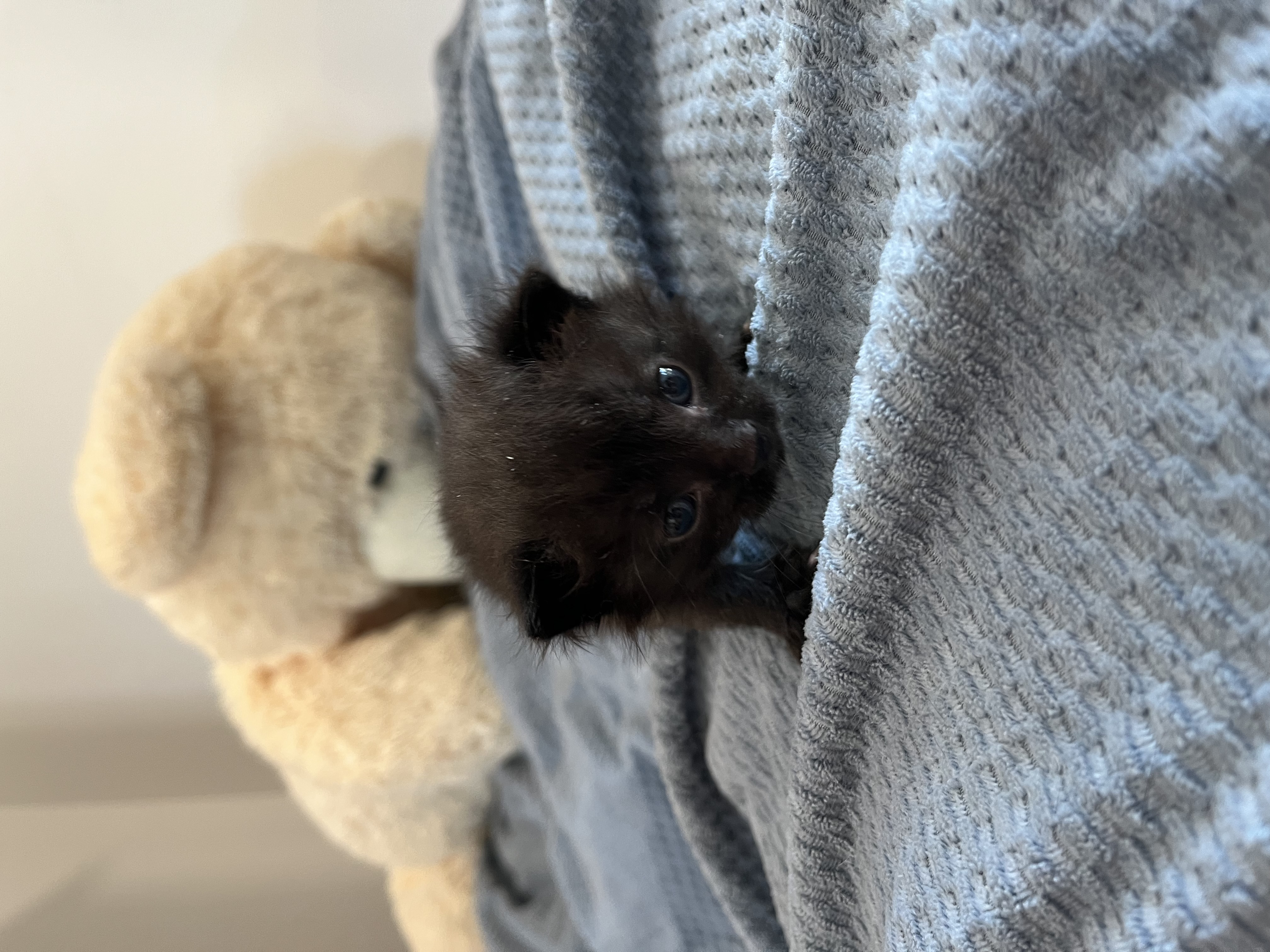 Picture of the Animal Listed