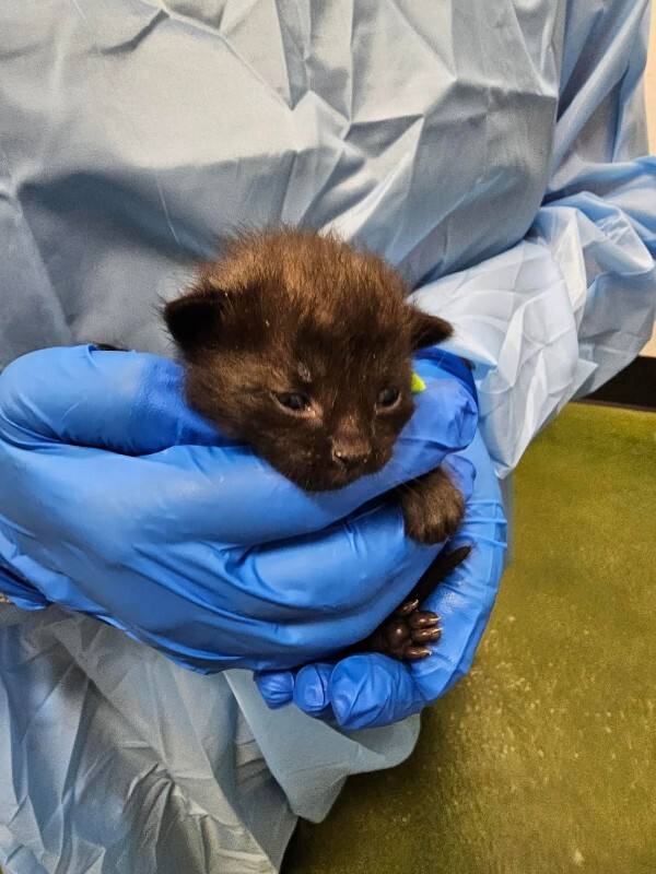 Picture of the Animal Listed