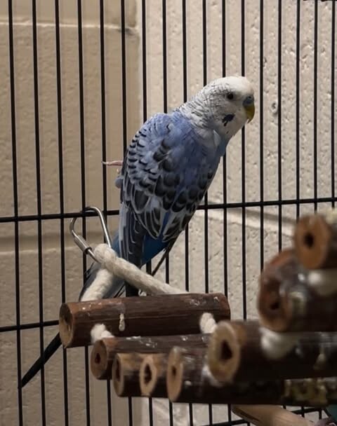 Picture of the Animal Listed