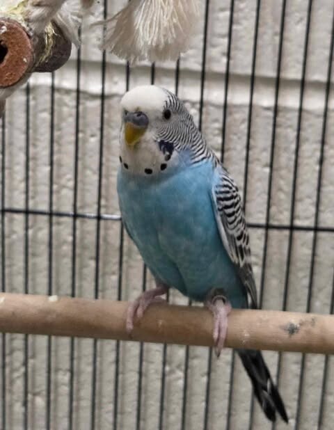 Picture of the Animal Listed