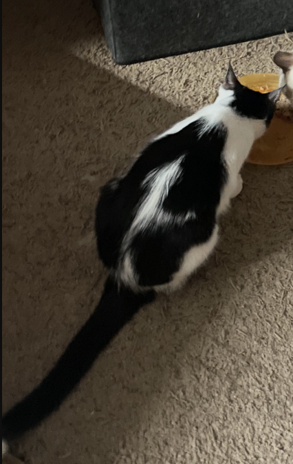 Picture of the Animal Listed