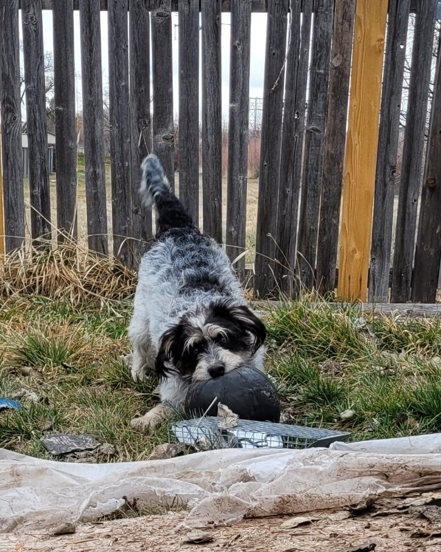 Picture of the Animal Listed