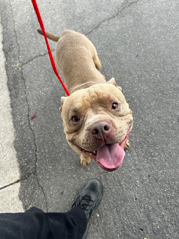 Picture of the Animal Listed