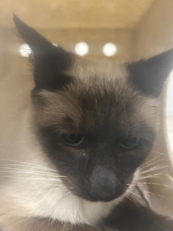 Picture of the Animal Listed