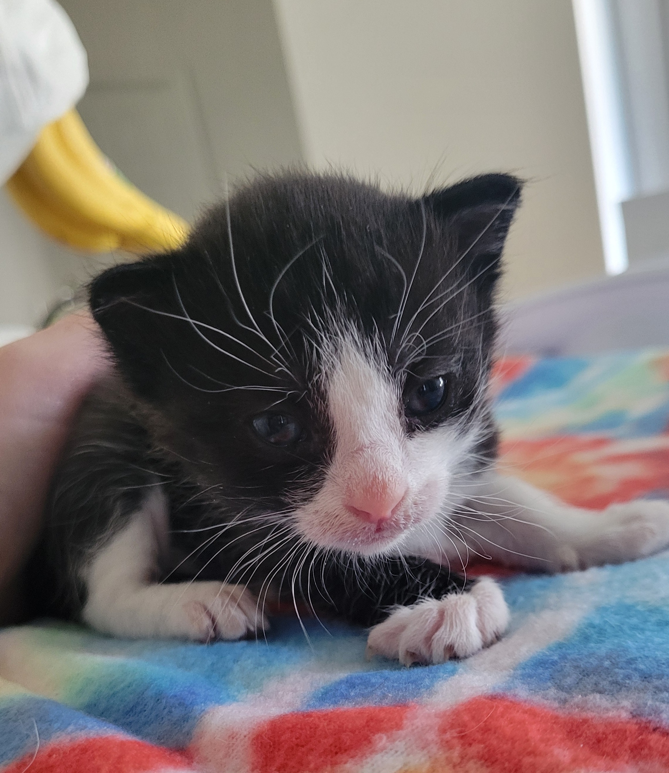 Picture of the Animal Listed