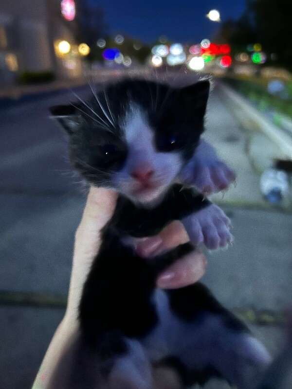 Picture of the Animal Listed