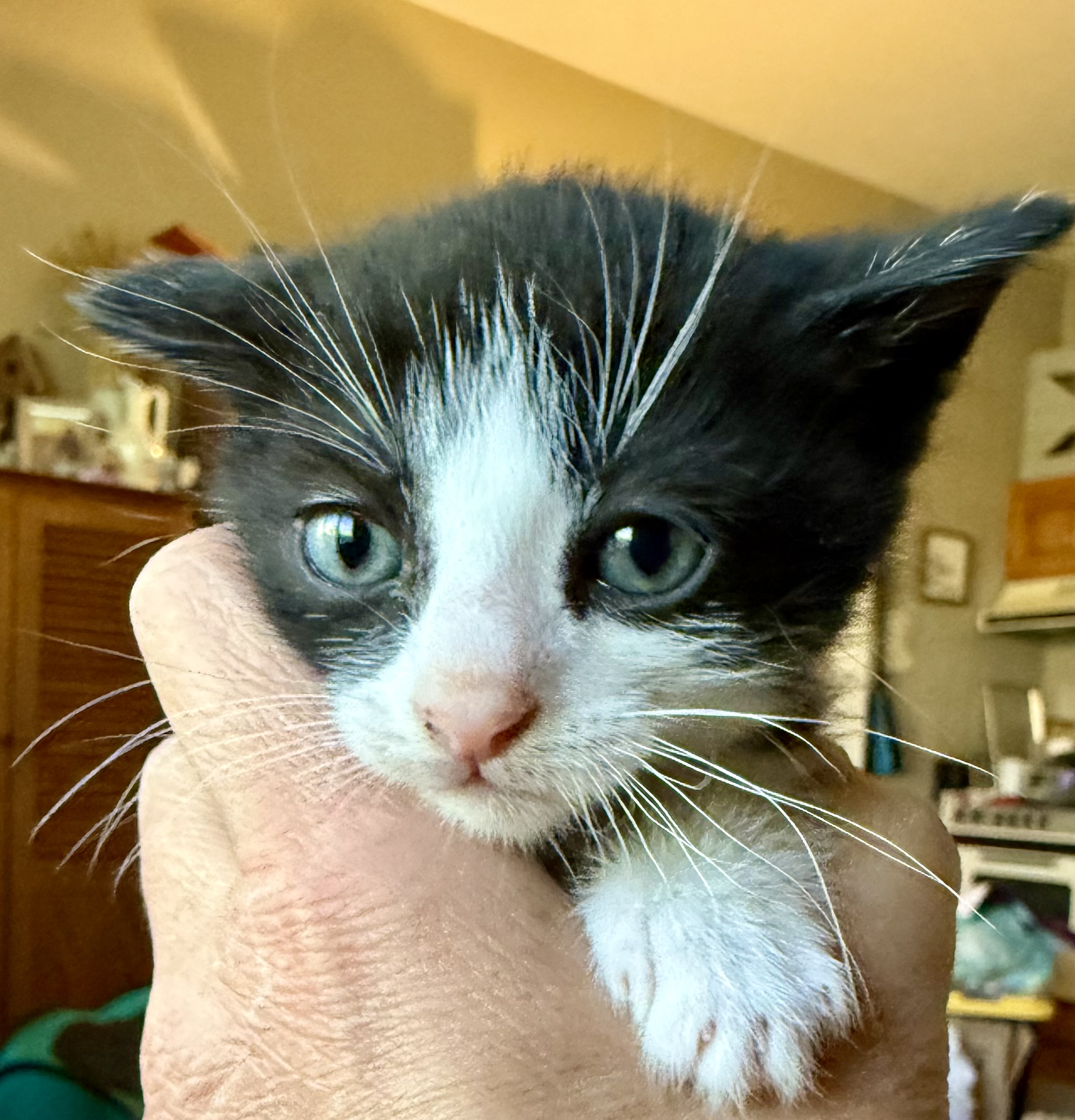 Picture of the Animal Listed
