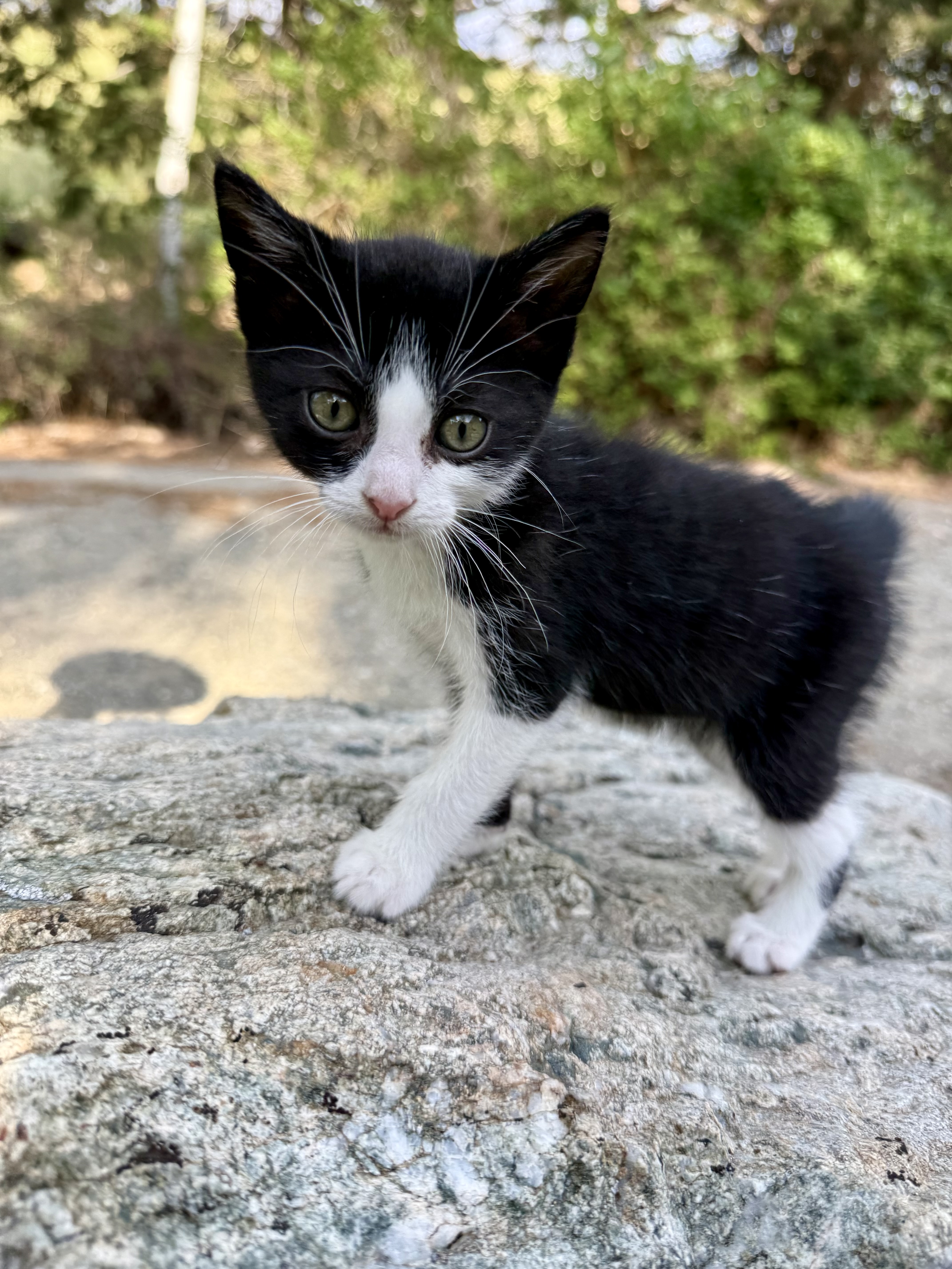 Picture of the Animal Listed