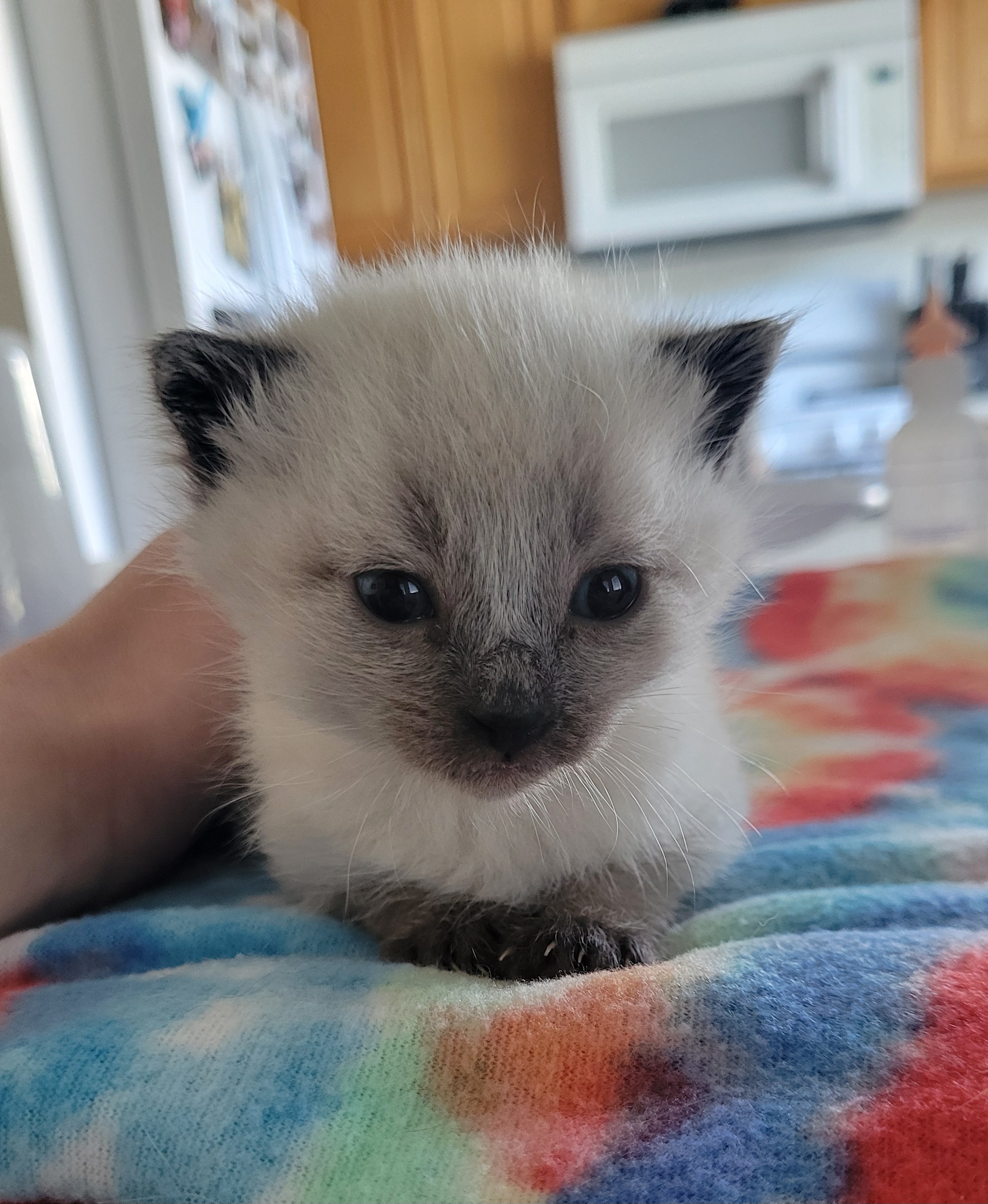 Picture of the Animal Listed