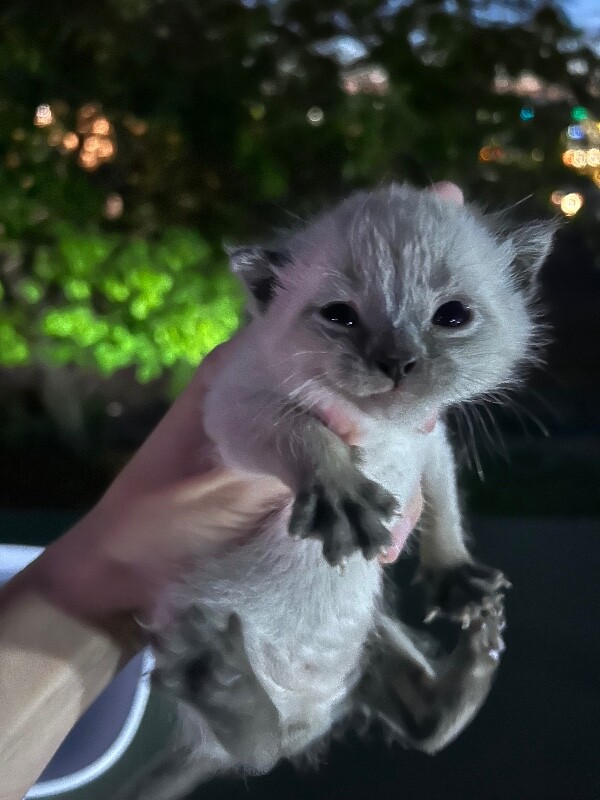 Picture of the Animal Listed