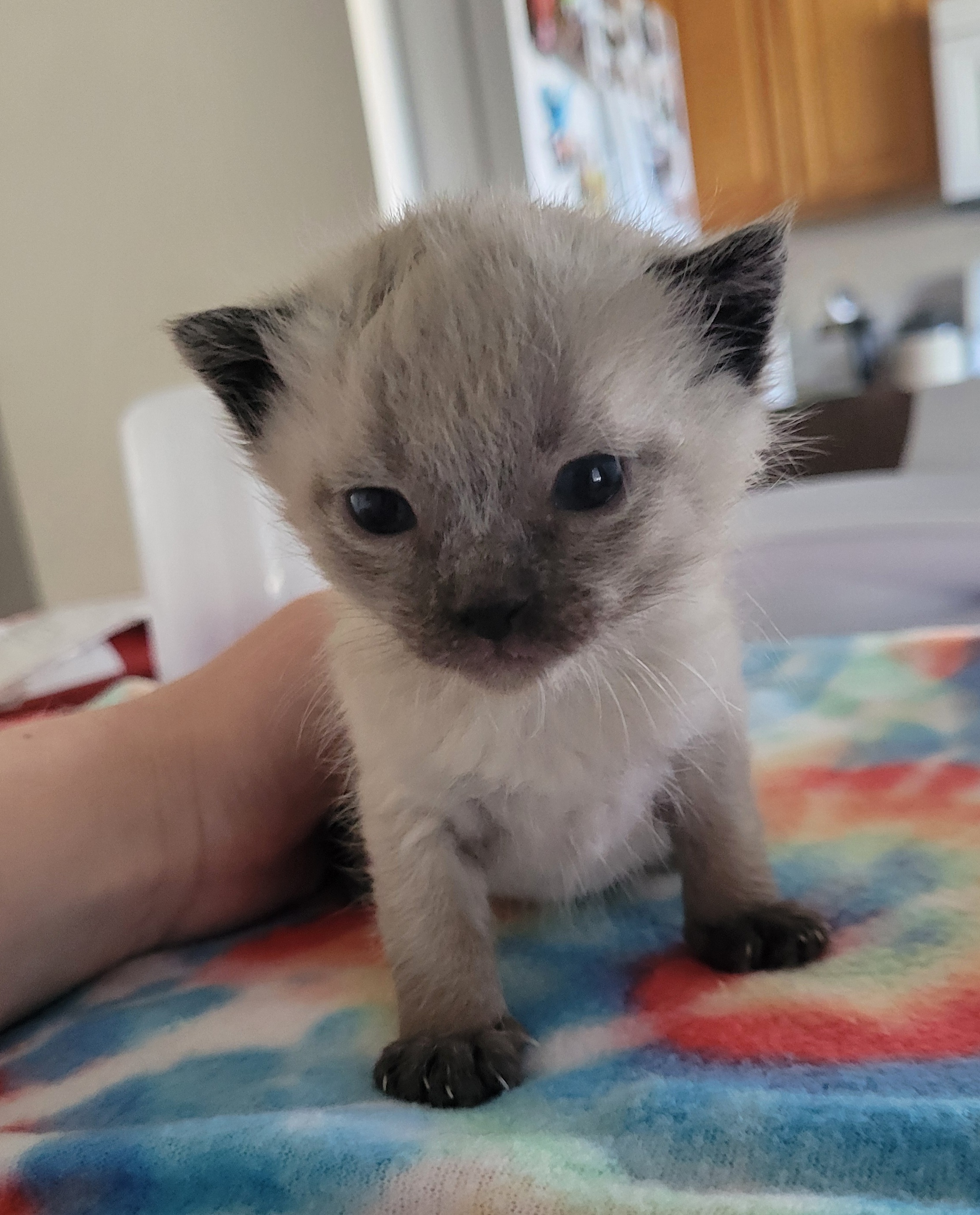 Picture of the Animal Listed