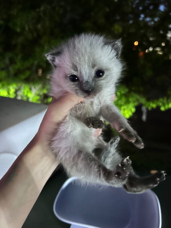 Picture of the Animal Listed