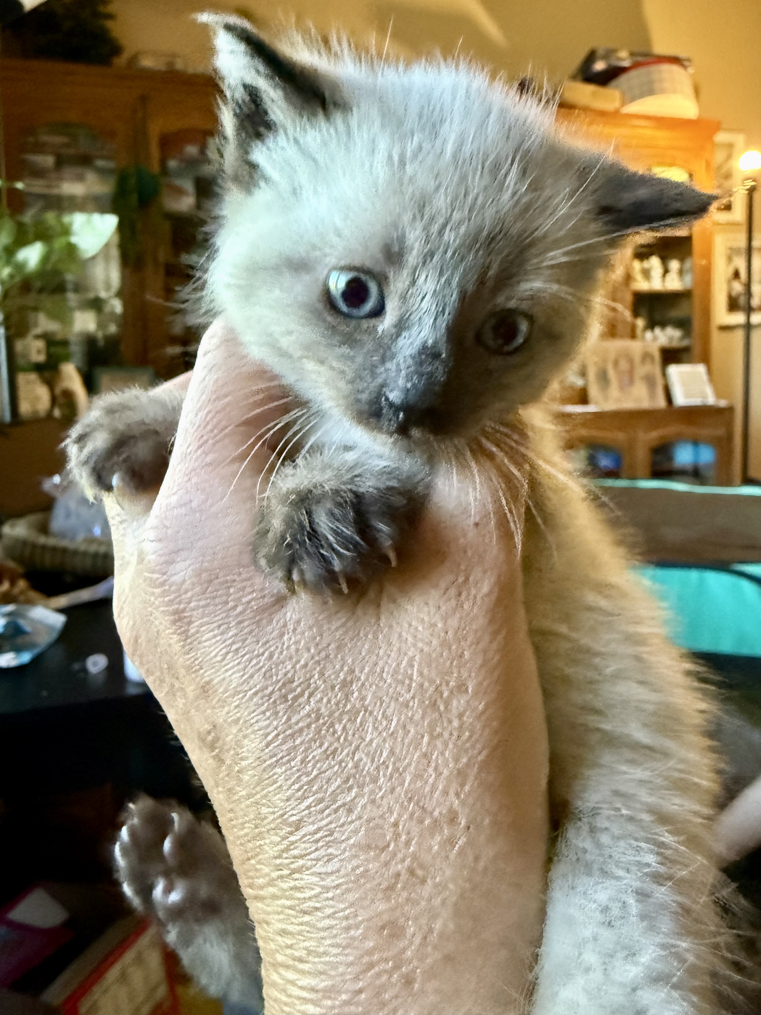 Picture of the Animal Listed