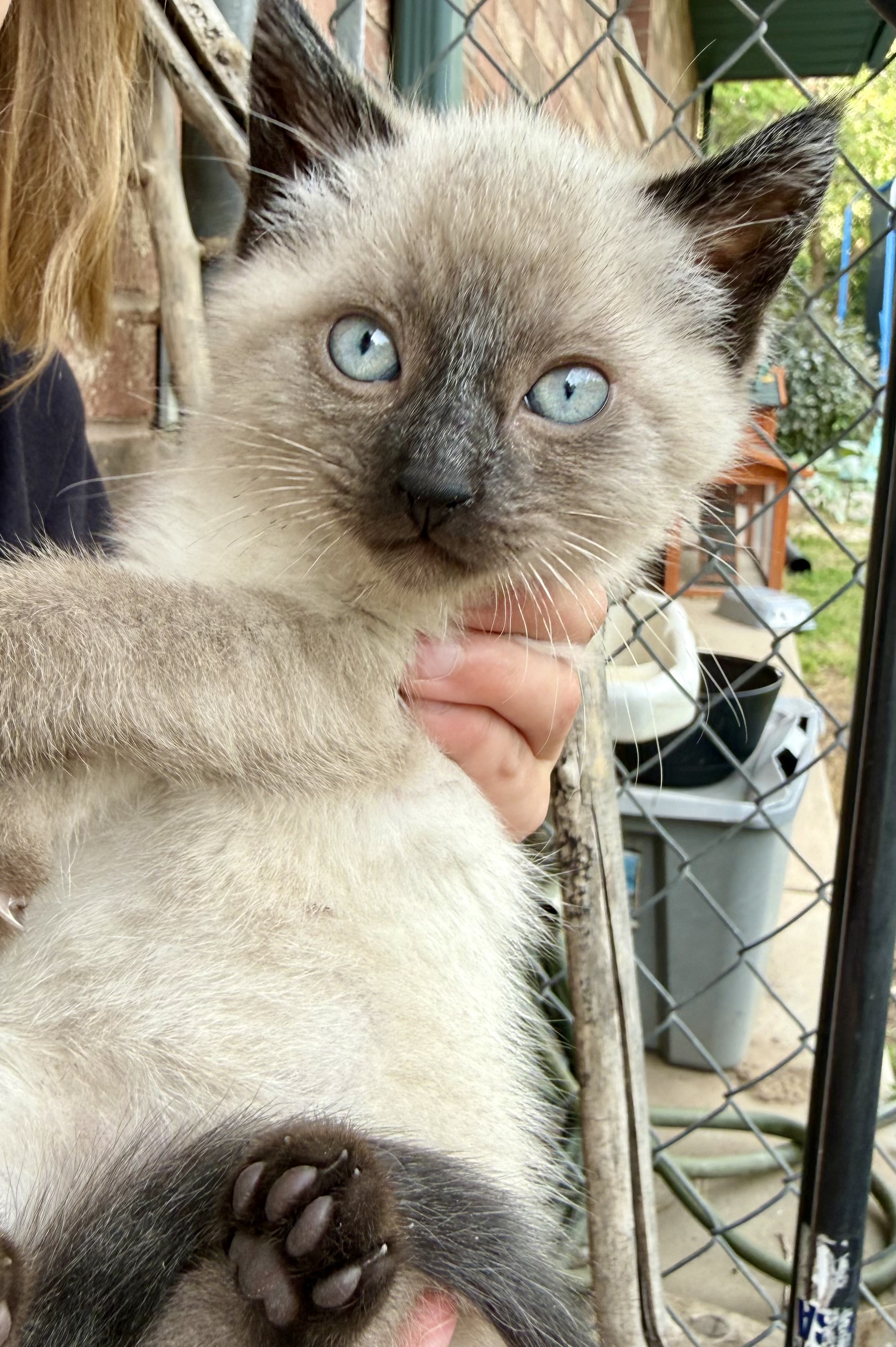 Picture of the Animal Listed