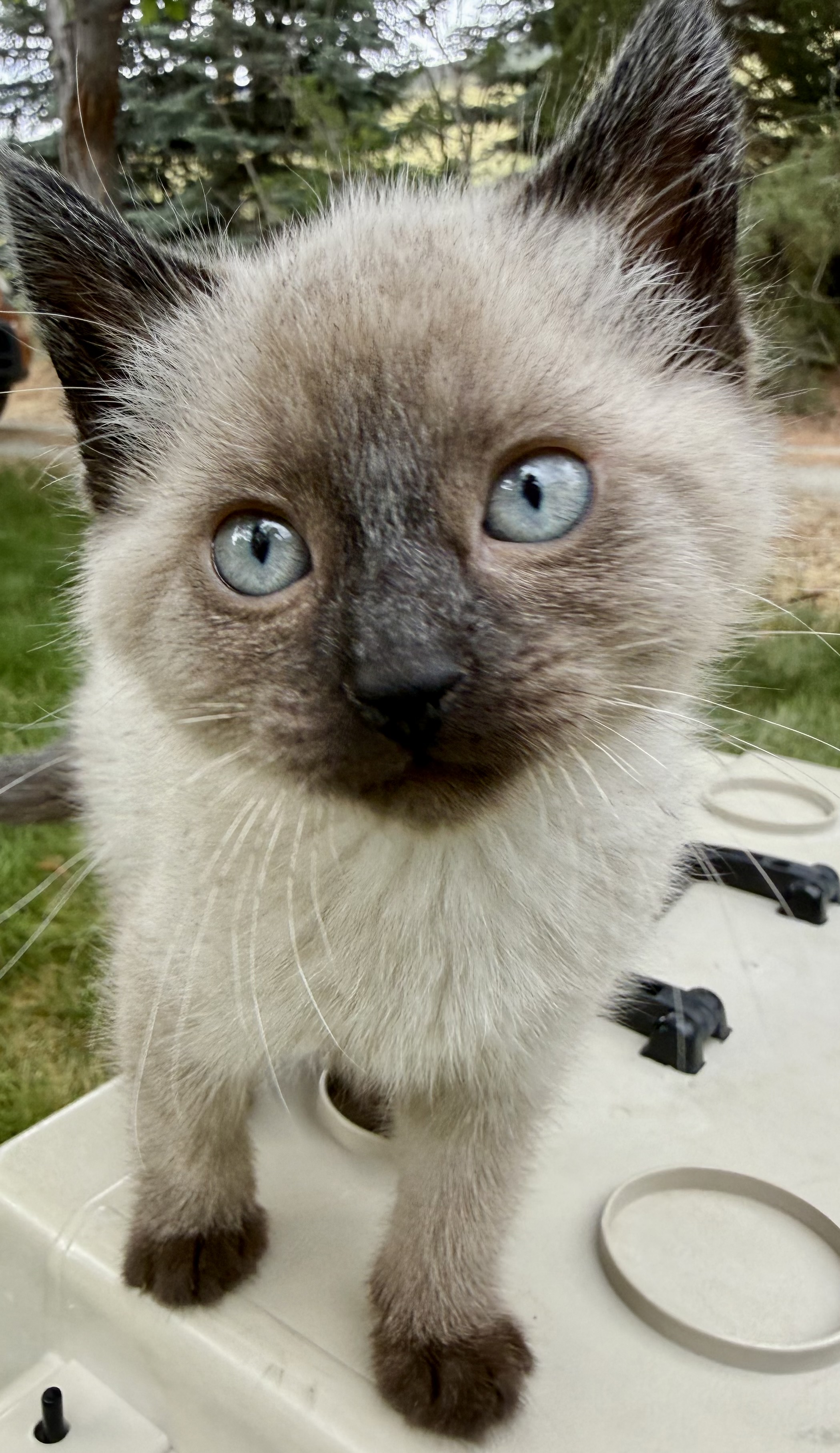 Picture of the Animal Listed