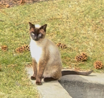 Picture of the Animal Listed