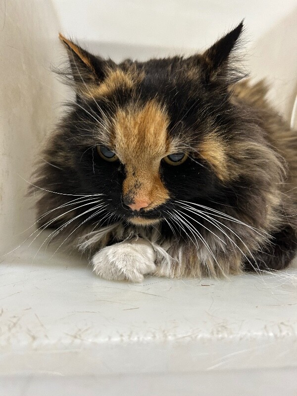 Picture of the Animal Listed