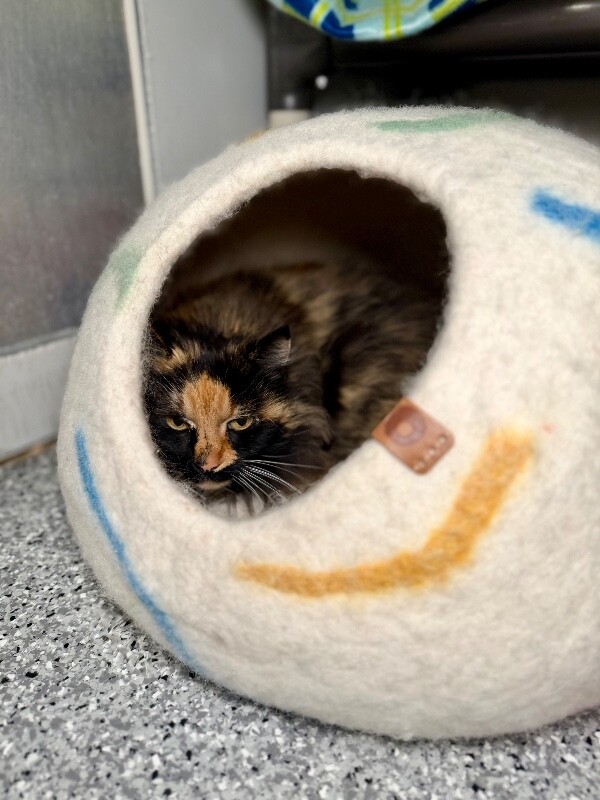 Picture of the Animal Listed