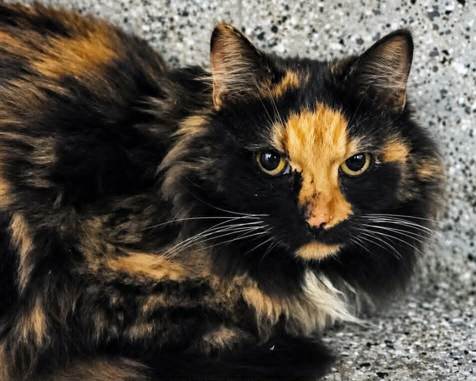 Picture of the Animal Listed