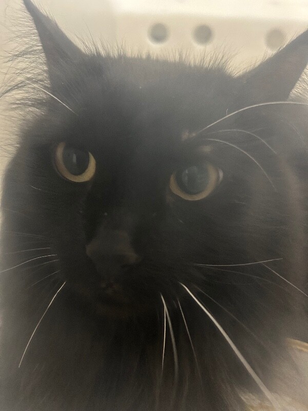 Picture of the Animal Listed