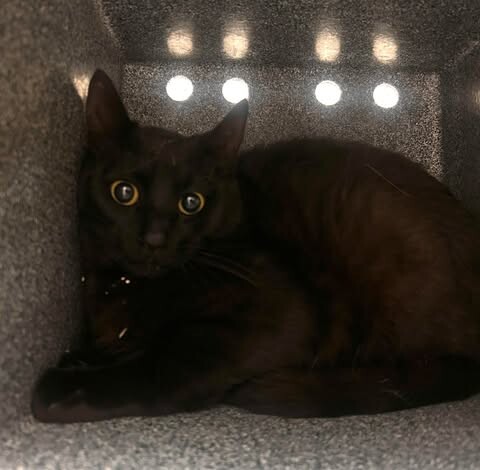 Picture of the Animal Listed