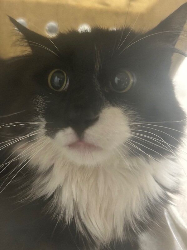 Picture of the Animal Listed