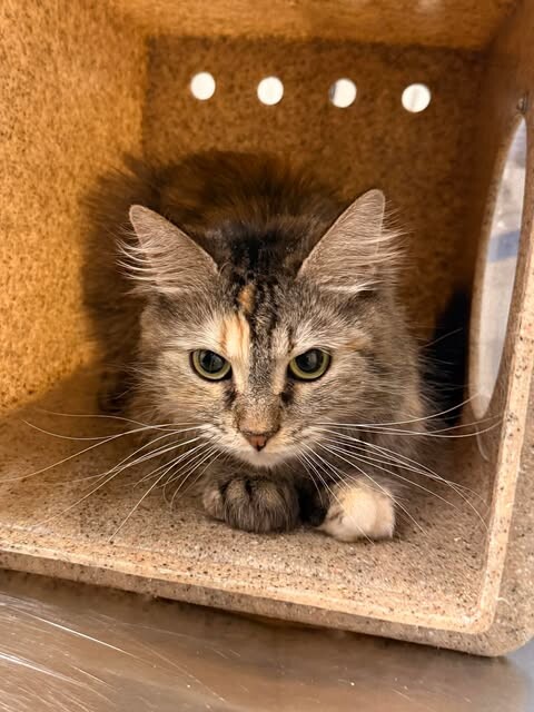 Picture of the Animal Listed