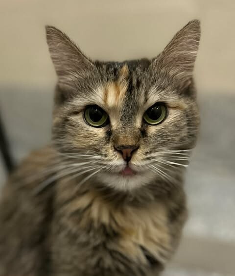 Picture of the Animal Listed
